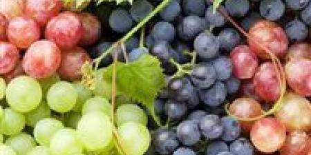 بعد
      وصوله
      لـ
      150
      جنيه..
      موعد
      انخفاض
      سعر
      العنب