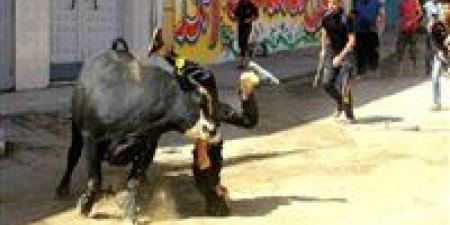 تحذير
      من
      الإفتاء
      بشأن
      فيديوهات
      هروب
      الأضاحي