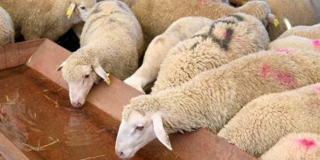 مطالب
      بالتحقيق
      في
      ذبح
      إناث
      الأغنام