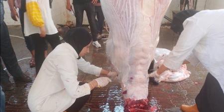 ثالث
      أيام
      عيد
      الأضحى..
      محافظ
      الدقهلية
      يعلن
      استمرار
      عمل
      المجازر
      وذبح
      الأضاحي