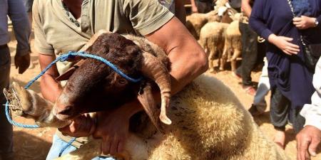 غياب
      الذبح
      في
      عيد
      الأضحى
      يثبت
      التوازن
      الاجتماعي
      والاقتصادي
      بالمغرب