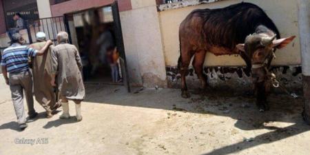 بينها
      136
      في
      أول
      أيام
      العيد..
      ذبح
      أكثر
      من
      320
      أضحية
      بالمجازر
      الحكومية
      بأسيوط