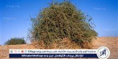 شجرة
      الغرقد..
      بين
      النبوءة
      والتاريخ
      في
      ظل
      العدوان
      الإسرائيلي
      على
      غزة