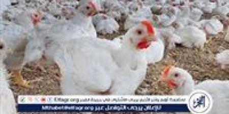 أسعار
      الفراخ
      البيضاء
      اليوم
      الاثنين
      16-6-2025
      في
      الدقهلية