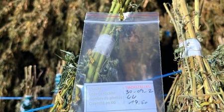 فاعل
      بارز
      في
      قطاع
      القنب
      الهندي
      بهولندا
      يتمسك
      باستيراد
      الحشيش
      المغربي