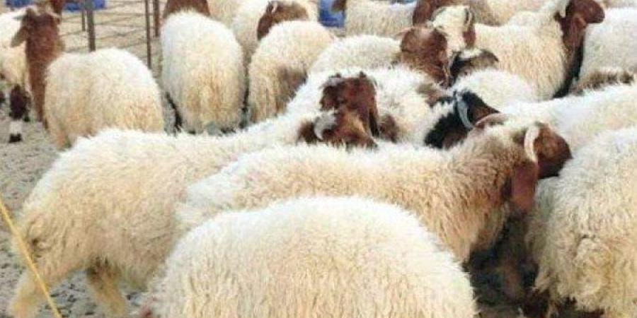 أسعار
      الأضاحي
      في
      مصر
      2025..
      كيلو
      الخراف
      قايم
      وصل
      كام
      الآن؟