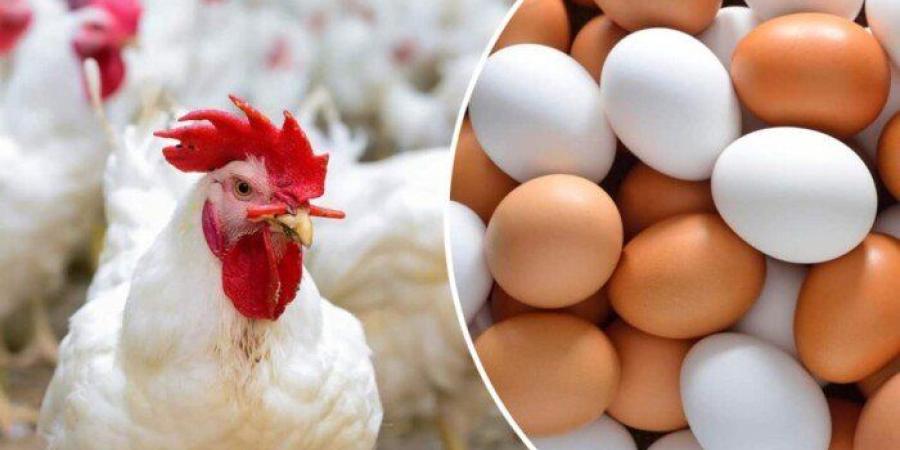 الفراخ
      البيضاء
      بكام؟..
      أسعار
      الدواجن
      والبيض
      اليوم
      السبت
      10
      مايو
      2025