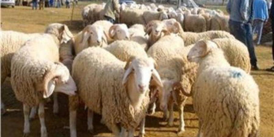 التموين:
      شوادر
      الأضاحي
      توفر
      اللحوم
      الحية
      بتخفيضات
      تصل
      إلى
      20%