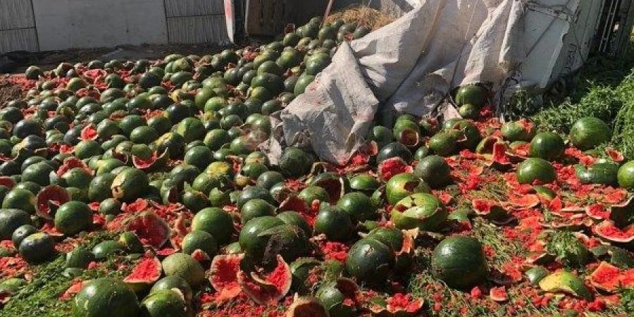 البطيخ يكسو الأسفلت: انقلاب سيارة نقل على الطريق الإقليمي بالمنوفية بسبب السرعة