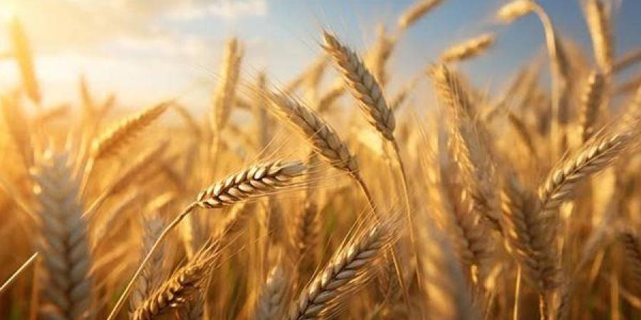 استلام
      272
      ألف
      طن
      قمح
      بالصوامع
      ...