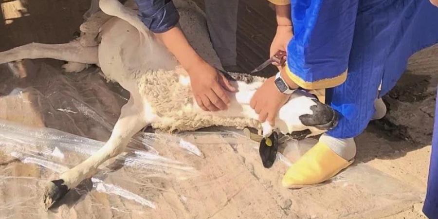 القربان
      مرآة
      الإنسان