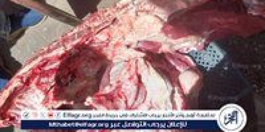 ضبط
      لحوم
      غير
      صالحة
      للاستهلاك
      الآدمي
      وتحرير
      480
      مخالفة
      تموينية
      فى
      أسيوط