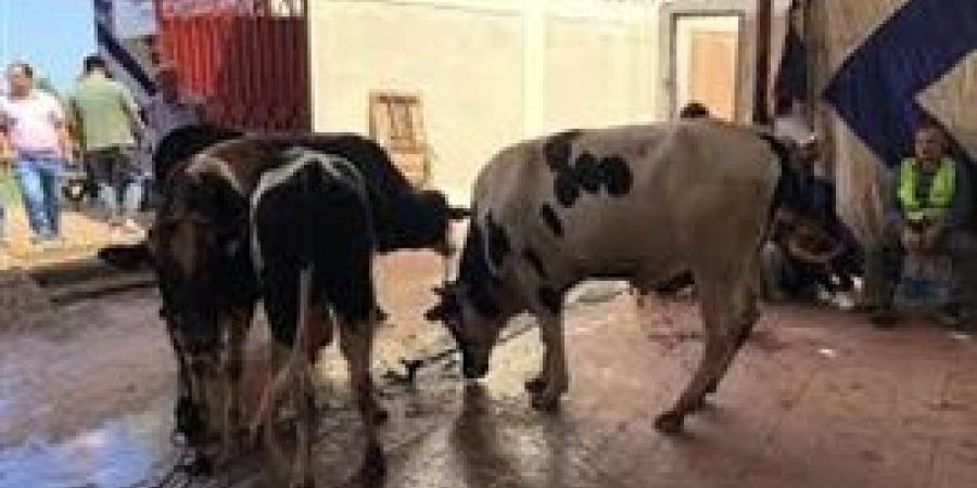 ضبط
      شادر
      مخالف
      لذبح
      الأضاحي
      خارج
      المجزر
      بمقابل
      مادى
      بكفر
      شكر