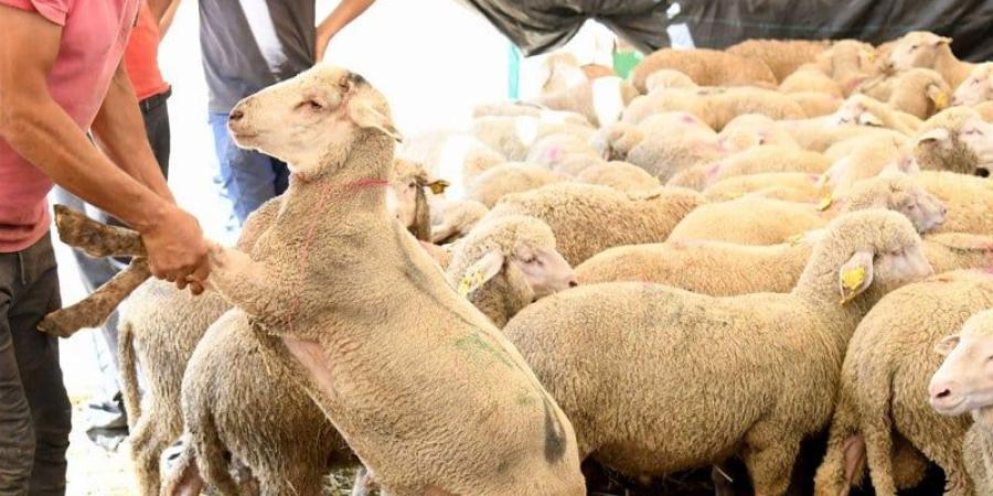 نواب
      التقدم
      والاشتراكية
      يرفضون
      المهمة
      استطلاعية
      حول
      استيراد
      الماشية