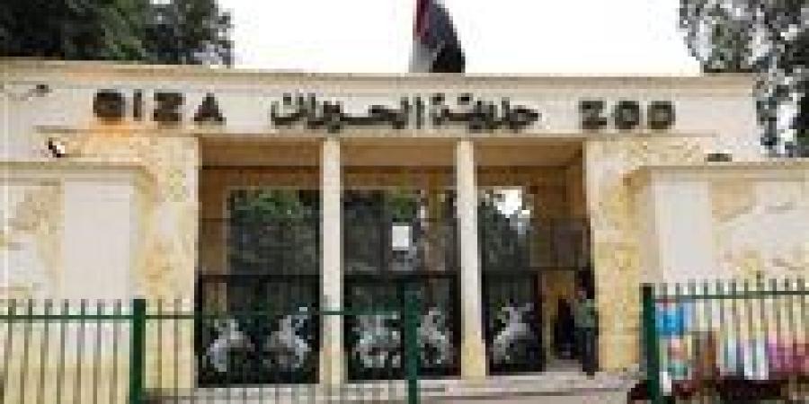 موعد
      افتتاح
      حديقة
      حيوان
      الجيزة..
      تفاصيل
      عملية
      التطوير
      الشاملة