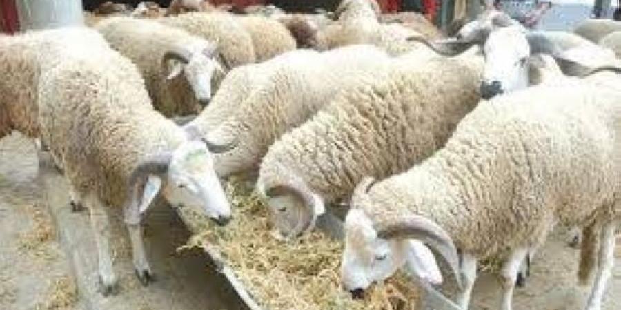 القجع.. إعادة تكوين القطيع الوطني للماشية تروم تمكين المربين من مزاولة نشاطهم في أحسن الظروف